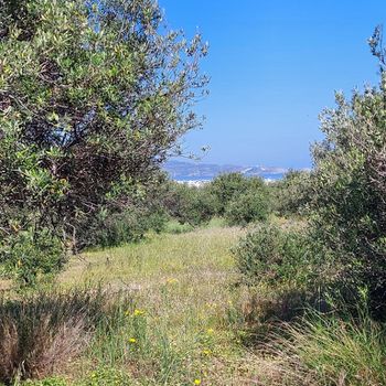 Αγροτεμάχια 500τ.μ. για πώληση-Νέα αλικαρνασσός » Καλλιθέα