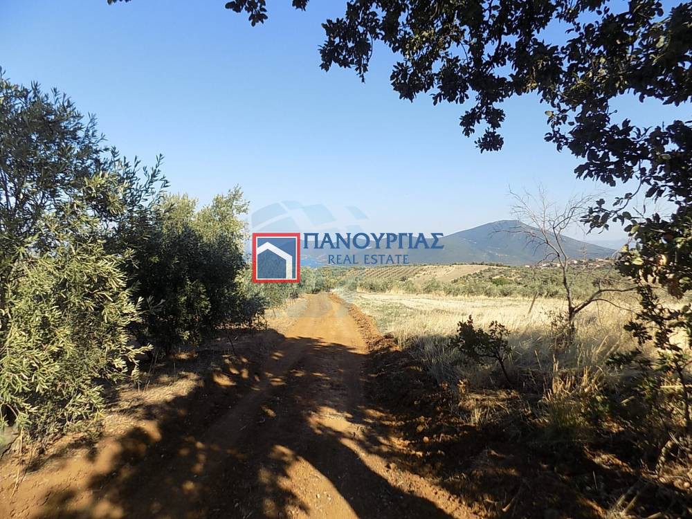 Αγροτεμάχια 10.000 τ.μ. πρός πώληση, Μαγνησία, Πτελεός