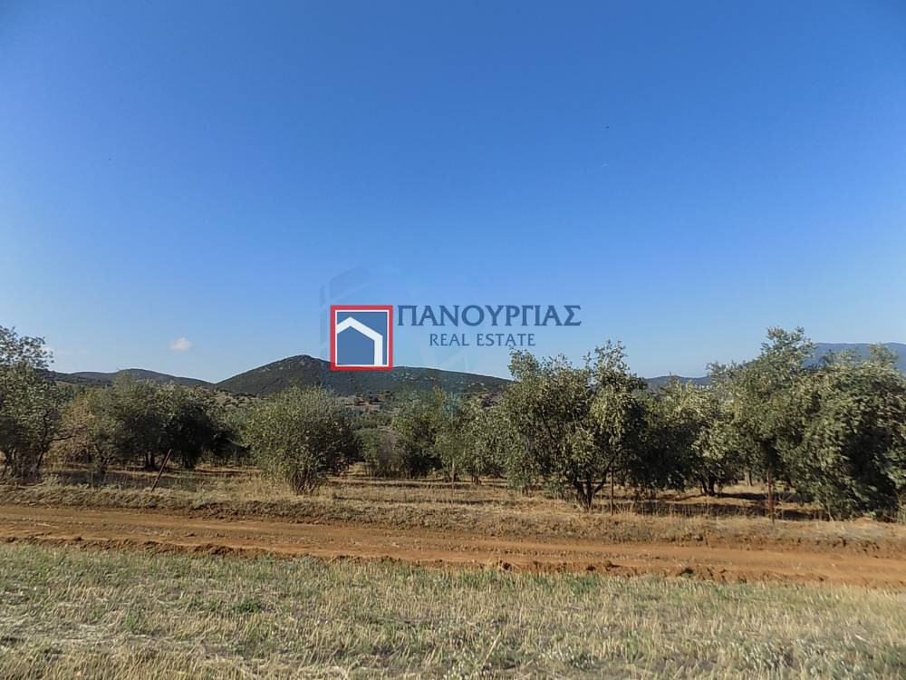 Αγροτεμάχια 10.000 τ.μ. πρός πώληση, Μαγνησία, Πτελεός