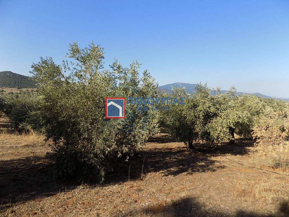 Αγροτεμάχια 10.000 τ.μ. πρός πώληση, Μαγνησία, Πτελεός