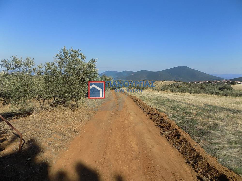 Αγροτεμάχια 10.000 τ.μ. πρός πώληση, Μαγνησία, Πτελεός