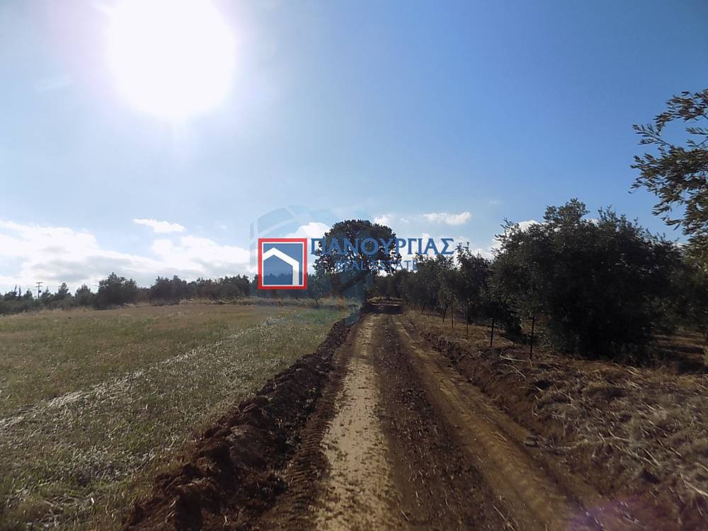 Αγροτεμάχια 10.000 τ.μ. πρός πώληση, Μαγνησία, Πτελεός