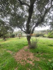 Οικόπεδο 5.600 τ.μ. για πώληση, Αχαΐα, Μεσσατίδα-thumb-10
