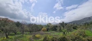 Αγροτεμάχια 2.859 τ.μ. για πώληση, Ν. Χίου, Χίος-thumb-15