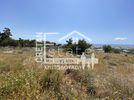 Αγροτεμάχια 6.500τ.μ. για πώληση-Ιεράπετρα » Καλλιθέα