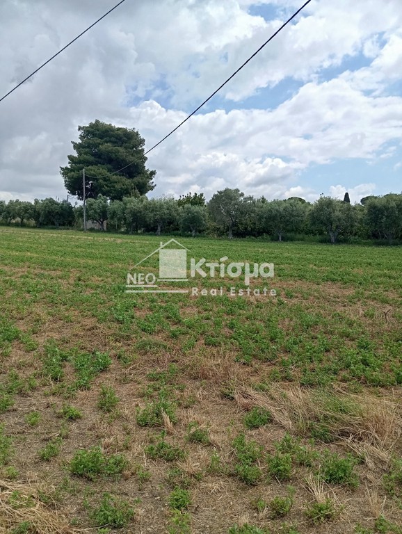 Οικόπεδο 3.755 τ.μ. προς πώληση, Άγιος Ηλίας Πύργου