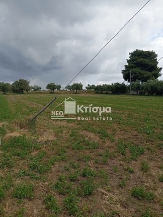 Οικόπεδο 3.755 τ.μ. για πώληση, Ν. Ηλείας, Πύργος