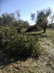Αγροτεμάχια 15.500 τ.μ. για πώληση, Μεσσηνία, Ανδρούσα-thumb-2