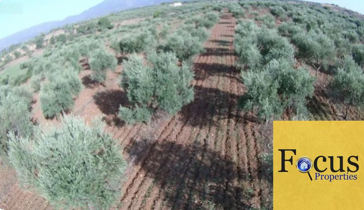Αγροτεμάχια 20.000 τ.μ. για πώληση, Αχαΐα, Ωλένια