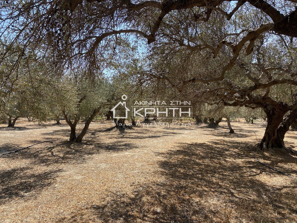 Οικόπεδο 10.000 τ.μ. για πώληση, Ν. Λασιθίου, Ιεράπετρα