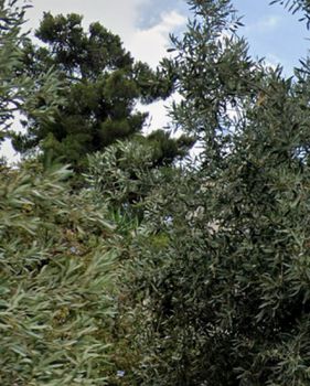 Οικόπεδο 522τ.μ. για πώληση-Αργυρούπολη