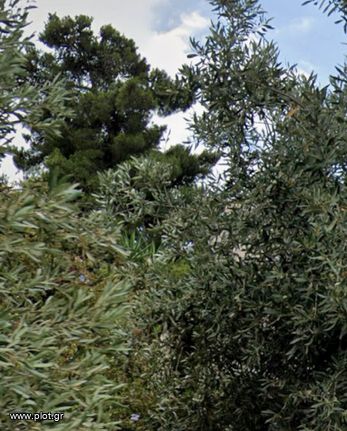 Οικόπεδο 522 τ.μ. για πώληση, Αθήνα - Νότια Προάστια, Αργυρούπολη