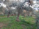 Parcel 1.183sqm for sale-Thasos » Skala Kallirachis