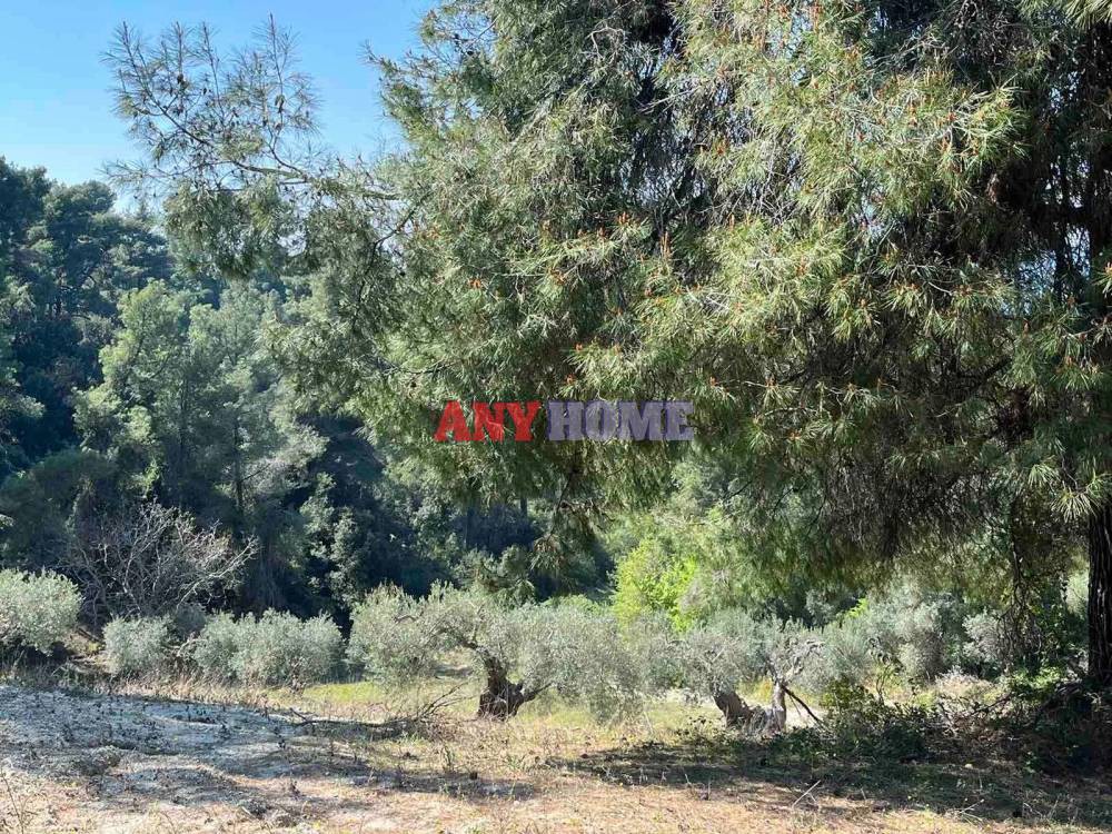 Αγροτεμάχια 7.000 τ.μ. προς πώληση, Φούρκα Κασσάνδρας