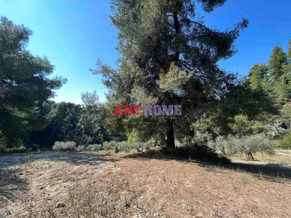 Αγροτεμάχια 7.000 τ.μ. προς πώληση, Φούρκα Κασσάνδρας