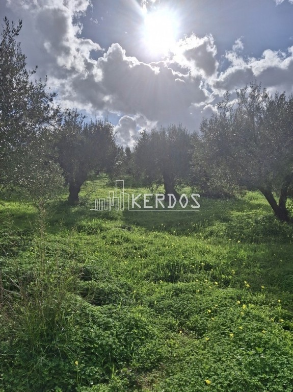 Οικόπεδο 1.914 τ.μ. προς πώληση, Εξώπολη