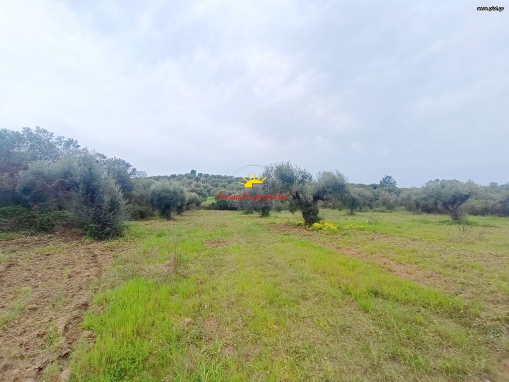 Αγροτεμάχια 4.030 τ.μ. πρός πώληση, Χαλκιδική, Κασσάνδρα