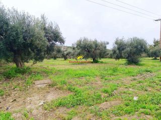 Αγροτεμάχια 4.030 τ.μ. προς πώληση, Καλάνδρα-thumb-5