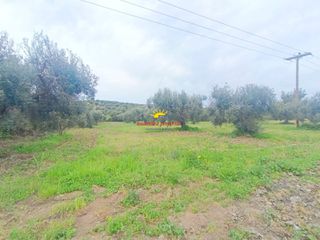 Αγροτεμάχια 4.030 τ.μ. προς πώληση, Καλάνδρα-thumb-8