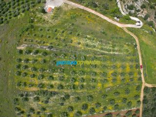 Αγροτεμάχια 5.500 τ.μ. για πώληση, Αργολίδα, Μυκήνες-thumb-6