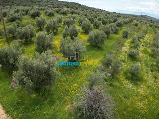 Αγροτεμάχια 5.500 τ.μ. για πώληση, Αργολίδα, Μυκήνες-thumb-8