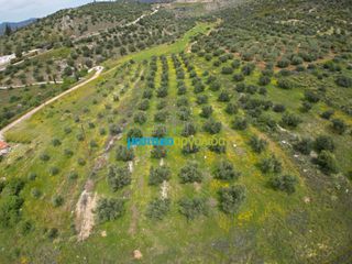 Αγροτεμάχια 5.500 τ.μ. για πώληση, Αργολίδα, Μυκήνες-thumb-1
