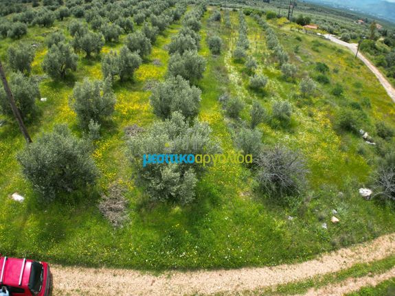 Αγροτεμάχια 5.500 τ.μ. για πώληση, Αργολίδα, Μυκήνες