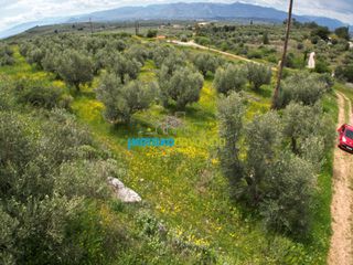 Αγροτεμάχια 5.500 τ.μ. για πώληση, Αργολίδα, Μυκήνες-thumb-16