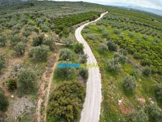 Αγροτεμάχια 11.600 τ.μ. για πώληση, Αργολίδα, Μυκήνες-thumb-9