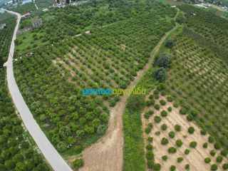 Parcel 14.120 sqm for sale, Argolis, Midea-thumb-4