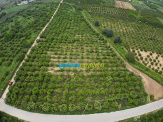 Parcel 14.120 sqm for sale, Argolis, Midea-thumb-3