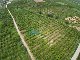 Parcel 14.120 sqm for sale, Argolis, Midea-thumb-2