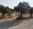 Parcel 440sqm for sale-Paiania » Trigono Lagou