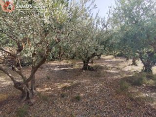 Οικόπεδο 1.486 τ.μ. για πώληση, Ν. Σάμου, Σάμος-thumb-4