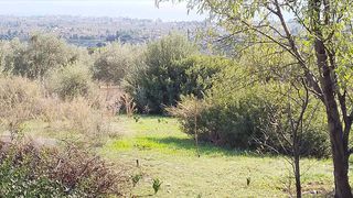 Αγροτεμάχια 700 τ.μ. για πώληση