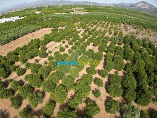Αγροτεμάχια 19.897 τ.μ. προς πώληση, Ίναχος Άργους-thumb-4