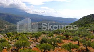 Αγροτεμάχια 21.721,76 τ.μ. προς πώληση, Προσήλιο Λεύκτρου-thumb-19