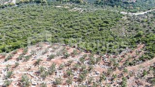 Αγροτεμάχια 21.721,76 τ.μ. προς πώληση, Προσήλιο Λεύκτρου-thumb-18