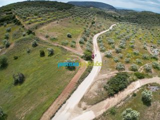 Αγροτεμάχια 3.930 τ.μ. για πώληση, Αργολίδα, Νέα Τίρυνθα-thumb-15