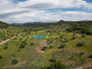 Αγροτεμάχια 3.930 τ.μ. για πώληση, Αργολίδα, Νέα Τίρυνθα-thumb-6