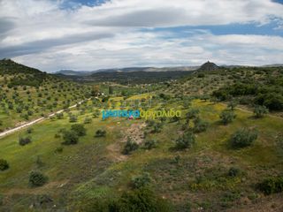 Αγροτεμάχια 3.930 τ.μ. για πώληση, Αργολίδα, Νέα Τίρυνθα-thumb-4