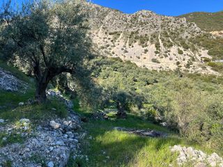 Αγροτεμάχια 1.865 τ.μ. προς πώληση, Ελλόμενο-thumb-9