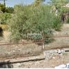 Land plot 1.100sqm for sale-Penteli » Center