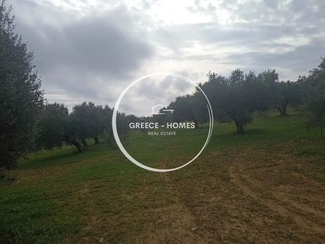 Αγροτεμάχια 4.700 τ.μ. για πώληση