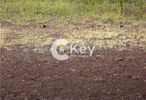 Αγροτεμάχια 336τ.μ. για πώληση-Βριλήσσια » Πάτημα βριλησσίων