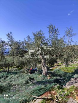 Parcel 24.186sqm for sale-Avia » Kalianeika