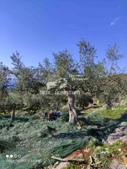 Αγροτεμάχια 24.186 τ.μ. για πώληση