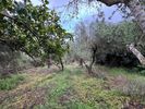 Οικόπεδο 5.000τ.μ. για ενοικίαση-Γεροπόταμος » Πλευριανά