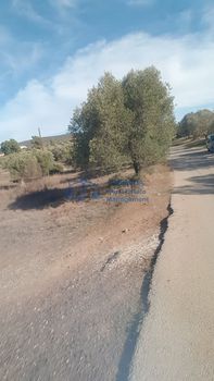 Αγροτεμάχια 4.000 τ.μ. για πώληση