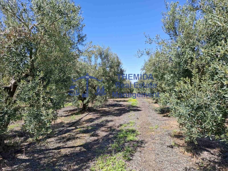 Αγροτεμάχια 12.000 τ.μ. προς πώληση, Νέα Φώκαια Κασσάνδρας